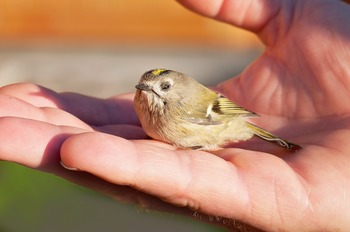 pixabay Vogelbaby